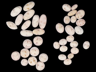 LOT OF 40 CARVED PORTRAIT CORAL SHELL CAMEO MEDALLIONS