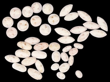 COLLECTION OF ANTIQUE PORTRAIT CARVED SHELL CAMEOS