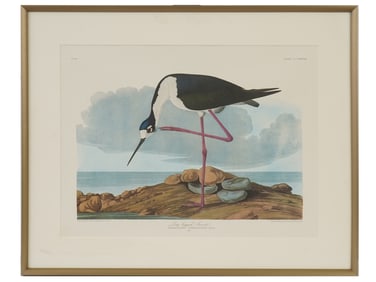AFTER AUDUBON BIRDS OF AMERICA AVOCET OFFSET PRINT