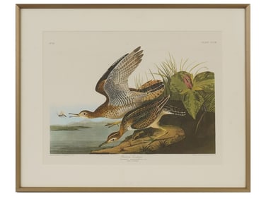 AFTER AUDUBON BIRDS OF AMERICA SANDPIPER OFFSET PRINT