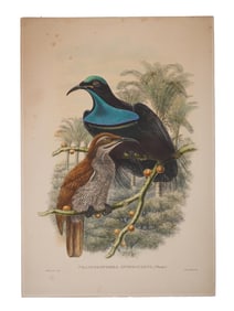 BIRD ILLUSTRATION LITHOGRAPH BY WILLIAM MATTHEW HART