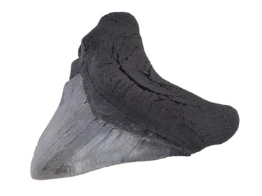 ANCIENT SEA POLISHED MEGALODON SHARK TOOTH W COA