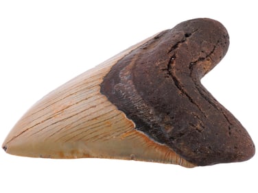 ANCIENT SEA POLISHED MEGALODON SHARK TOOTH W COA