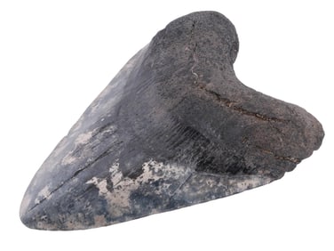 ANCIENT SEA POLISHED MEGALODON SHARK TOOTH W COA