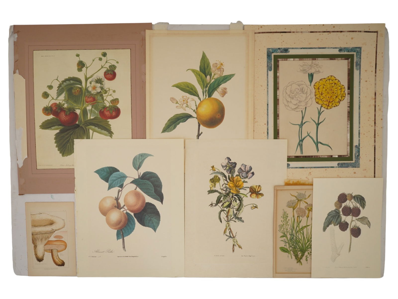 LOT OF BOTANICAL ILLUSTRATIONS LITHOGRAPHS PRINTS (1 of 6)