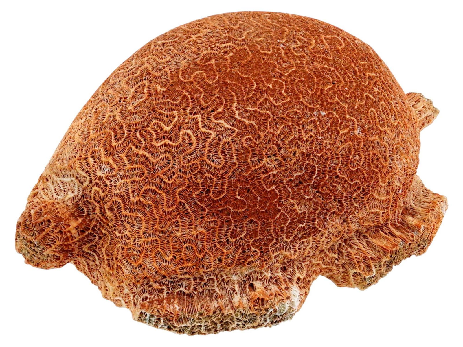 RARE ANCIENT FOSSILIZED BRAIN CORAL IN SHAPE OF TURTLE (1 of 8)