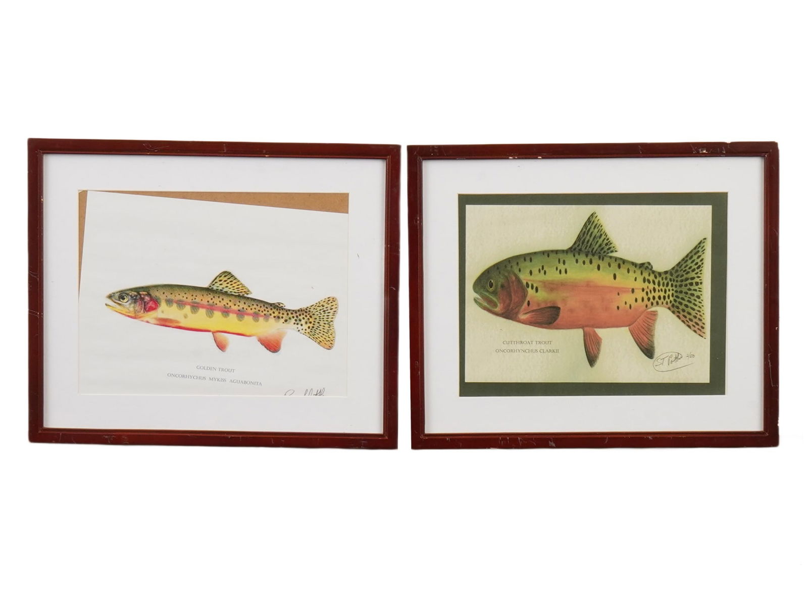 VINTAGE GOLDEN AND CUTTHROAT TROUT PRINTS SIGNED (1 of 4)