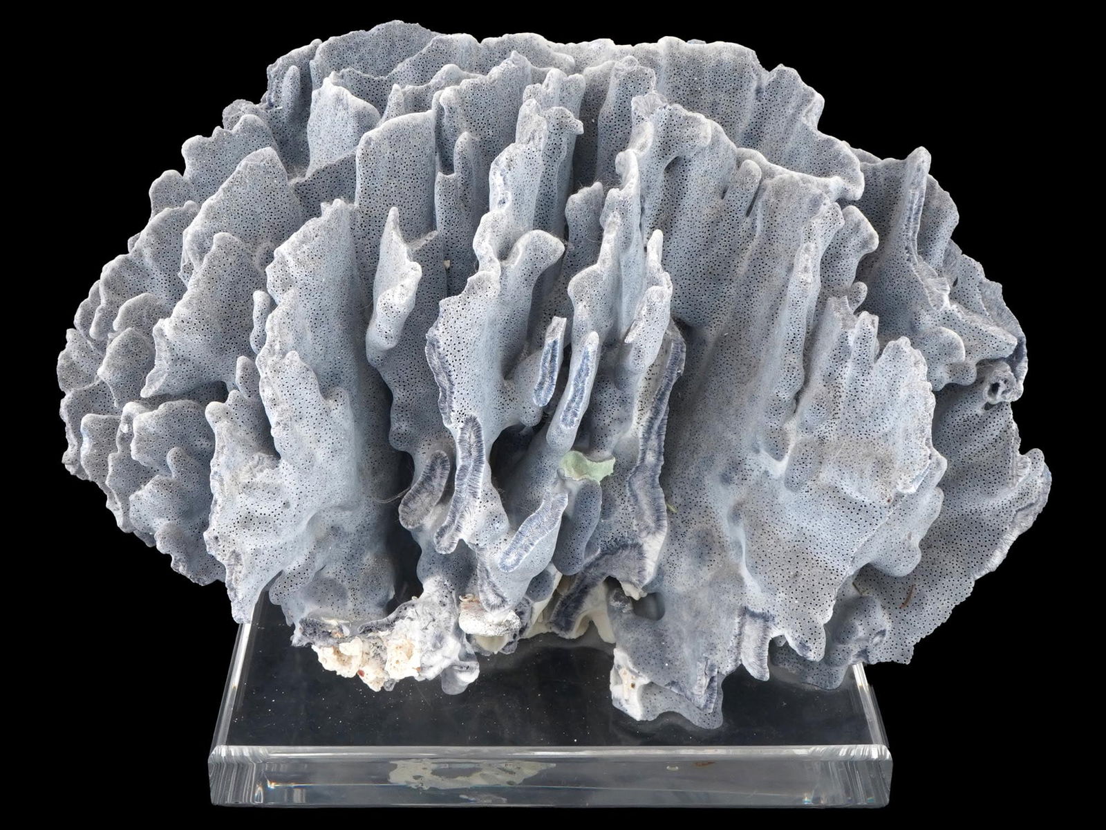 HAND CRAFTED BLUE CORAL ART SCULPTURE DECOR PIECE: A handcrafted blue coral sculpture decorative piece. Made from an acrylic coral base, it features a blue finish. Mounted on a clear glass base. Unmarked. Coastal Manner Desk Wares, Home Decor, Marine