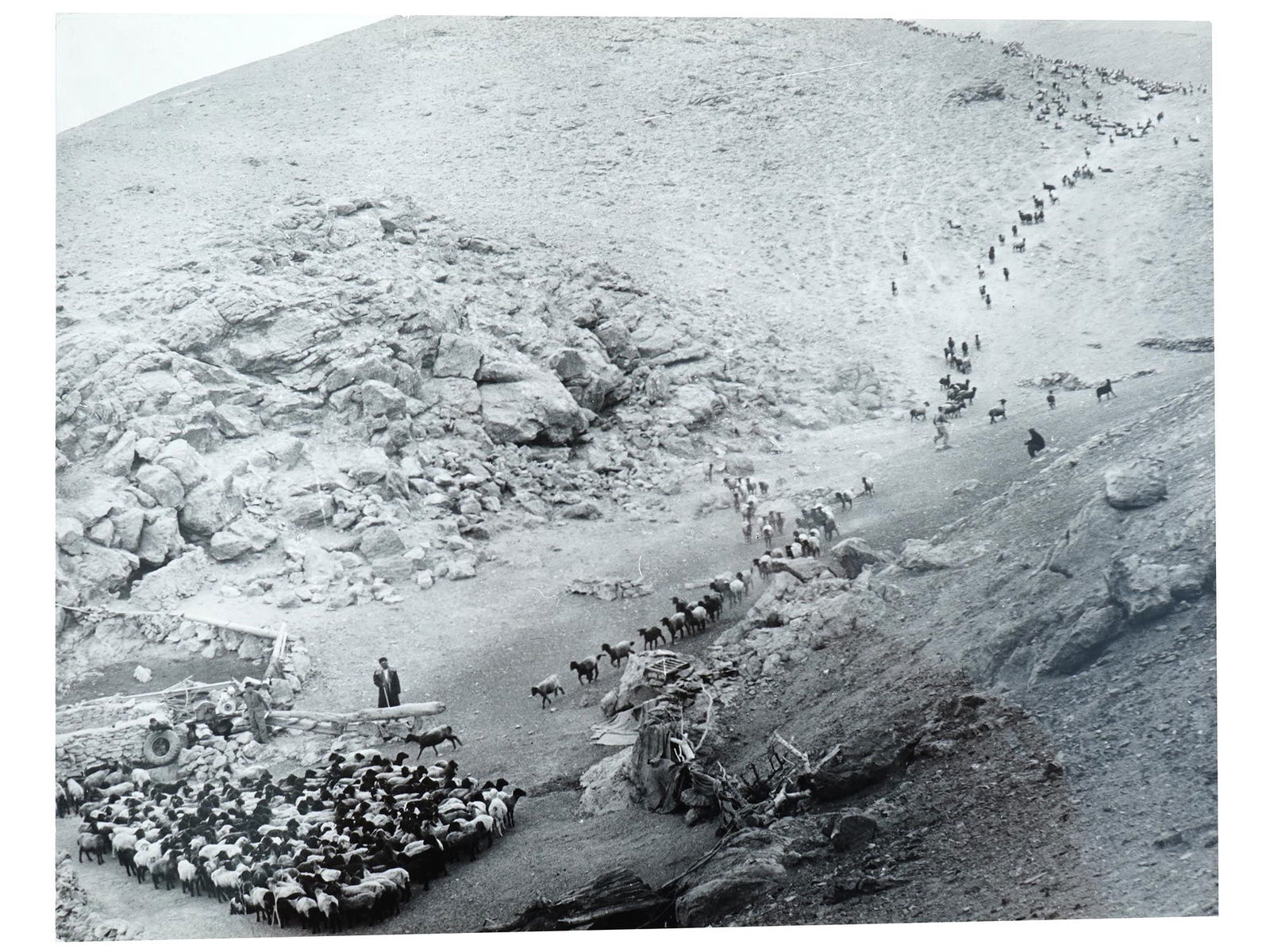 RUSSIAN SOVIET ERA PHOTOGRAPH BY GEORGY ZELMA: A black-and-white photograph by Georgy Zelma, 1906 to 1984, a Soviet photographer and photojournalist. The piece depicts a flock of sheep in a Caucasian valley. Artists stamp and pencil marks on the b