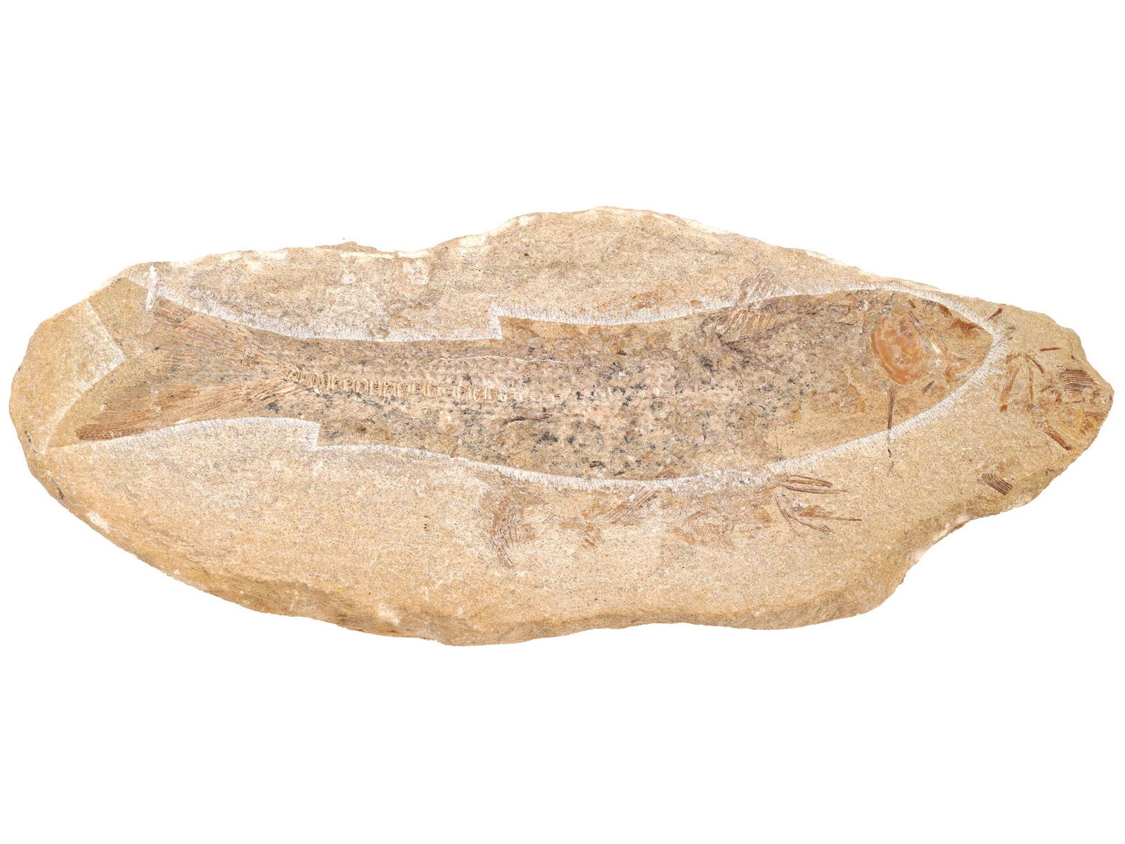 ANCIENT FISH CALAMOPLEURUS FOSSIL F TRIASSIC PERIOD: An ancient fish, presumably Calamopleurus, fossil from the Triassic Period. Circa 252 to 201 million years ago. Calamopleurus is a prehistoric genus of marine halecomorph ray-finned fish from the Earl