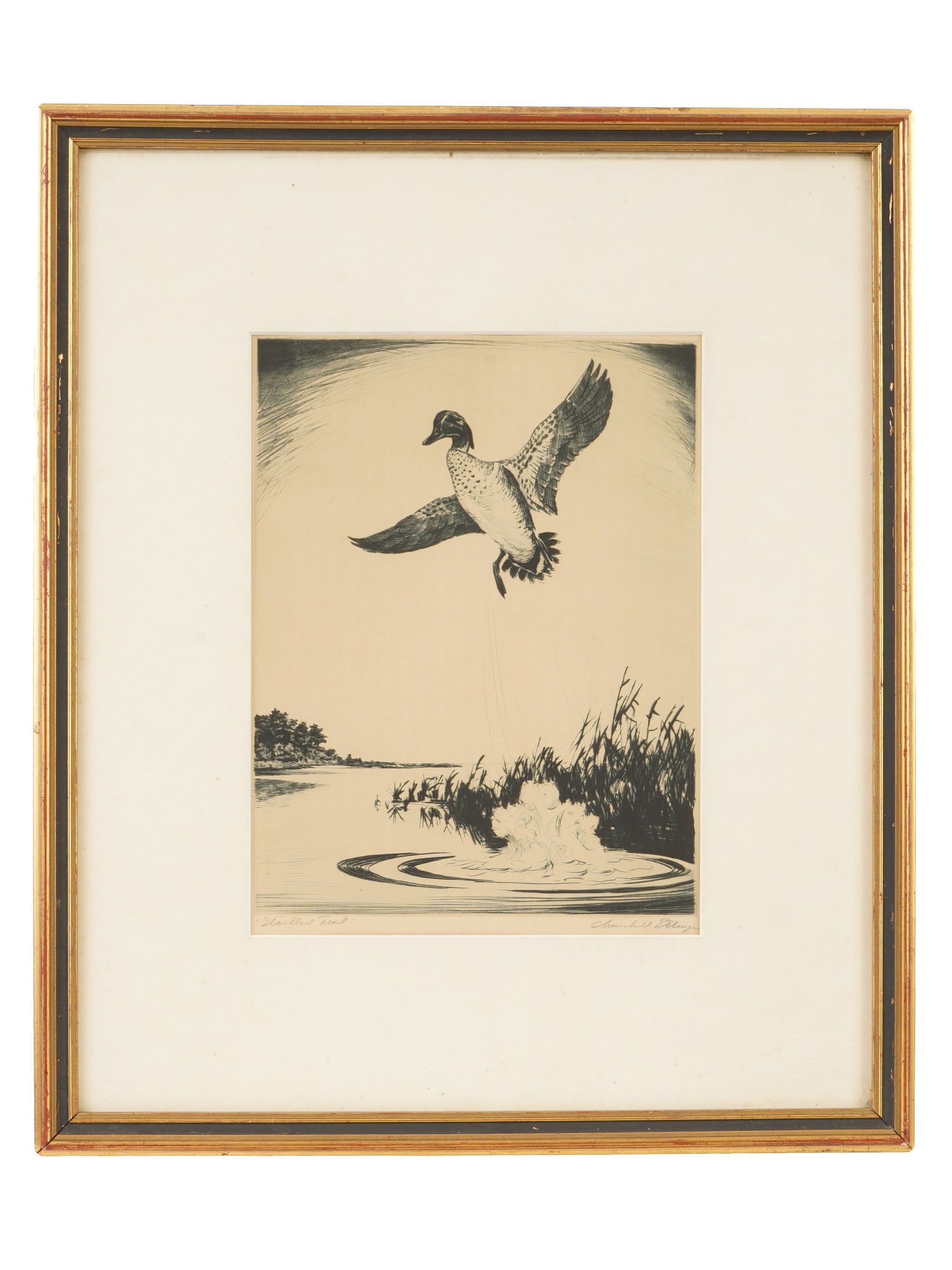 CHURCHILL ETTINGER AMERICAN STARTLED TEAL ETCHING (1 of 6)