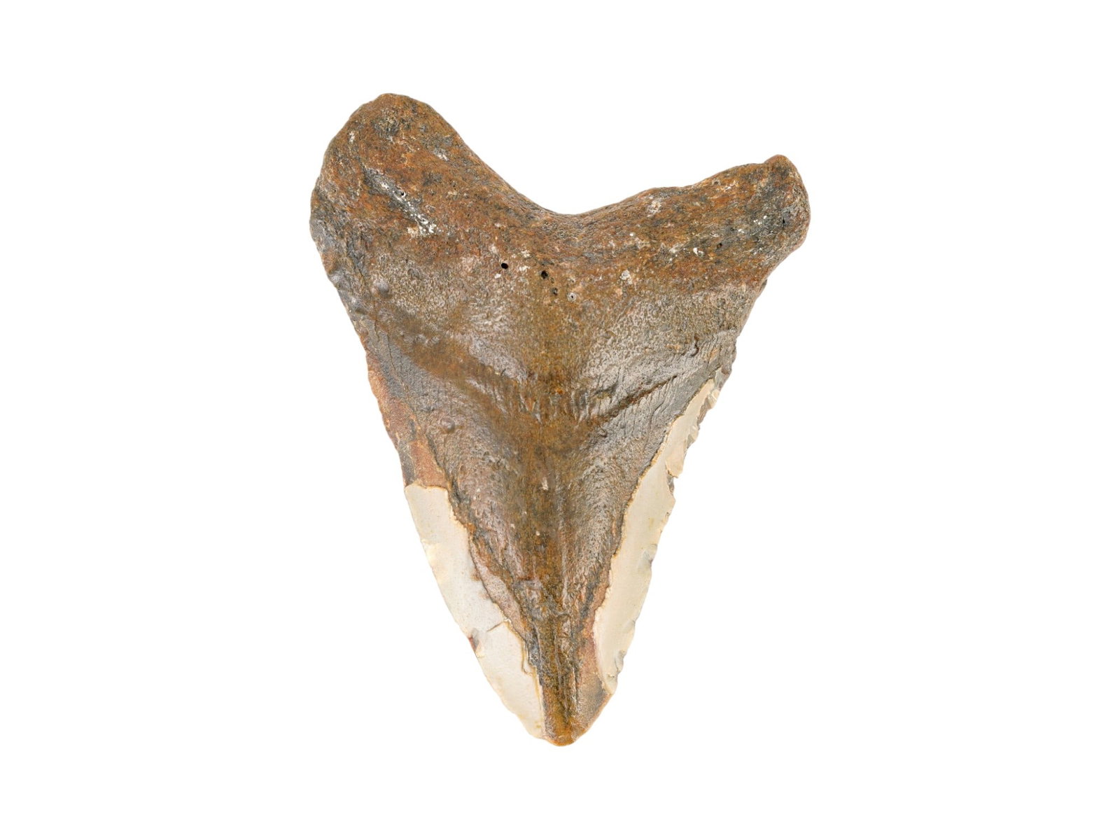 MEGALODON SHARK TOOTH FROM SOUTH CAROLINA: A rare prehistoric fossil, a Megalodon shark tooth from South Carolina. Megalodon is an extinct species of giant mackerel shark that lived approximately 23 to 3.6 million years ago, from the Early Mio