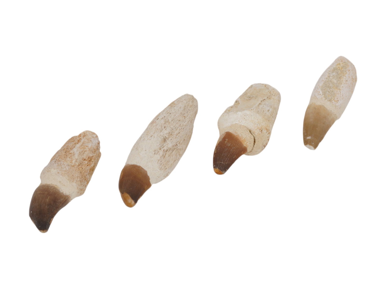 LOT OF MOSASAUR TEETH ROCK STONES LAPIDARY SPECIMEN: A lot of four Mosasaur teeth, preserved as lapidary specimens. The lot includes a variety of teeth, each with distinct shapes and textures. Natural fossilized teeth with a sturdy rock matrix. Featurin