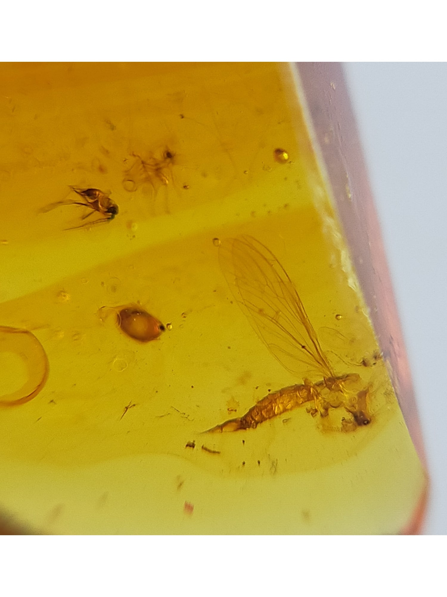 BURMITE AMBER WITH FLY & OTHER INSECTS - 2