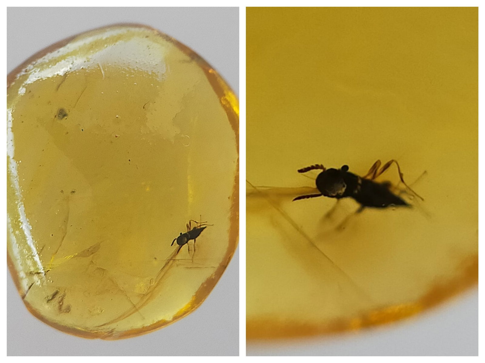 BURMITE AMBER WITH WASP: Clear yellow burmite amber with wasp. Weight: 0.33 grams. Origin: Hukawng valley, Kachin state, Myanmar. Age: 99-100 mill. years. (ABR19/16) THIS LOT QUALIFIES FOR A 30-DAY UNCONDITIONAL RETURN FROM