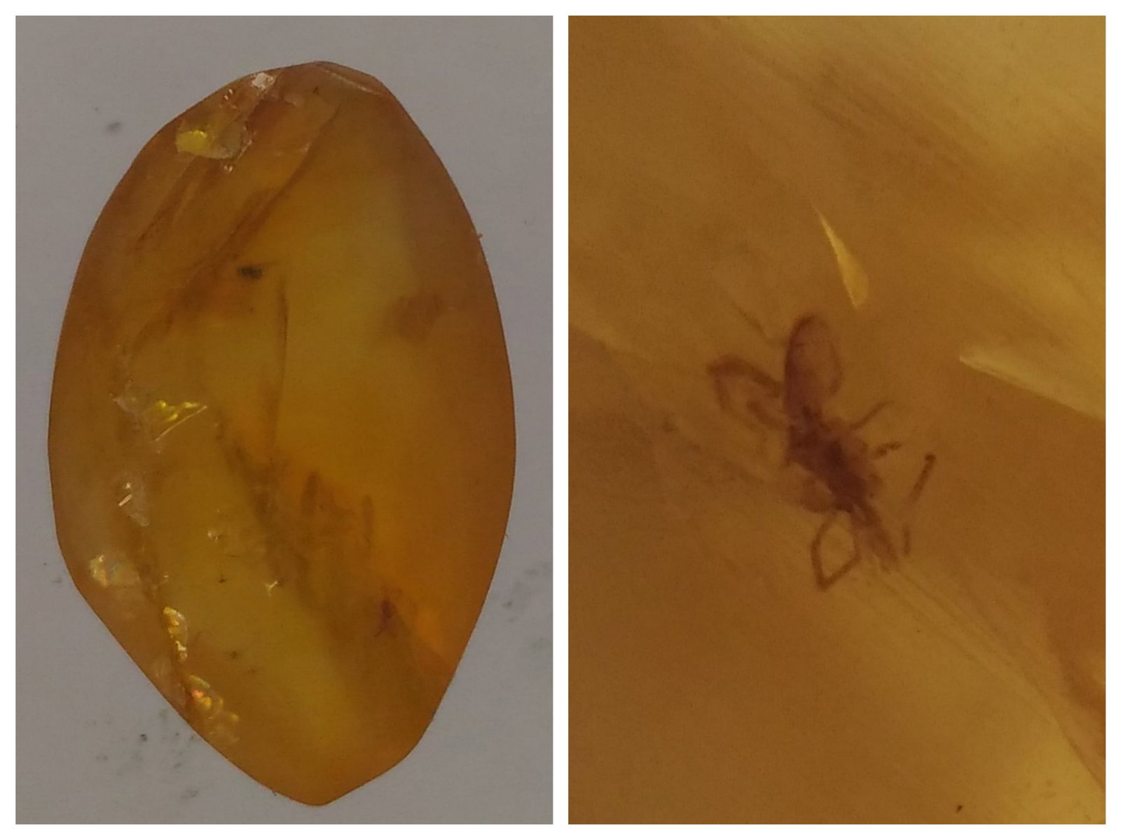 BURMITE AMBER WITH FLY: Yellow burmite amber with a fly. Weight: 0.34 grams. Origin: Hukawg Valley, Kachin state, Myanmar. Age: 99-100 mill. years. (ABR10/40) THIS LOT QUALIFIES FOR A 30-DAY UNCONDITIONAL RETURN FROM THE