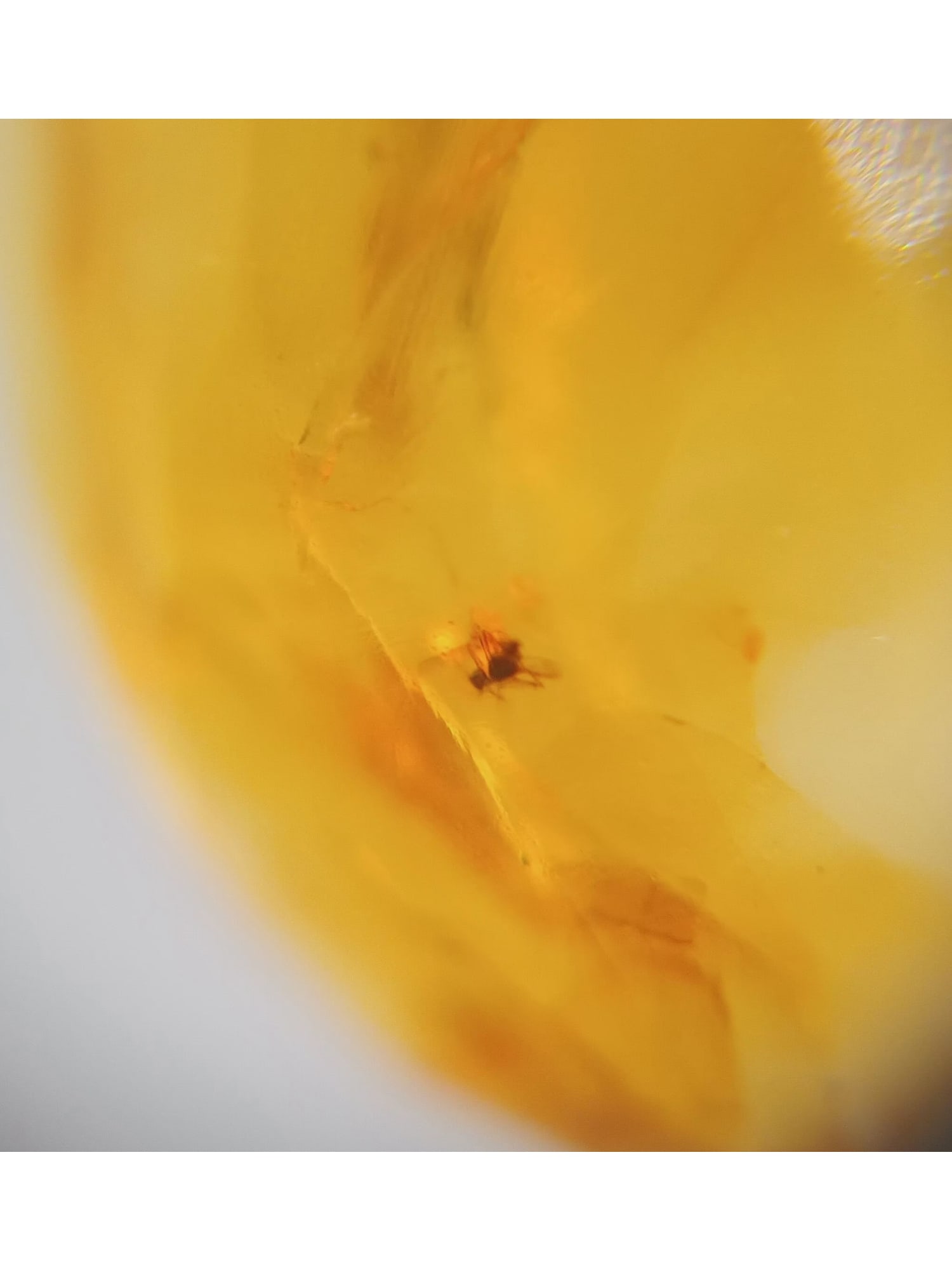 BURMITE AMBER WITH FLY - 3