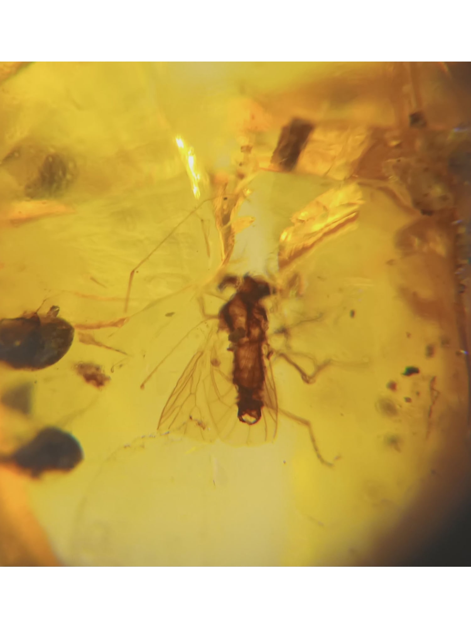 BURMITE AMBER WITH MOSQUITO: Clear bright yellow burmite amber with mosquito. Weight: 0.95 grams. Origin: Hukawng valley, Kachin state, Myanmar. Age: 99-100 mill. years. (ABR21/7) THIS LOT QUALIFIES FOR A 30-DAY UNCONDITIONAL