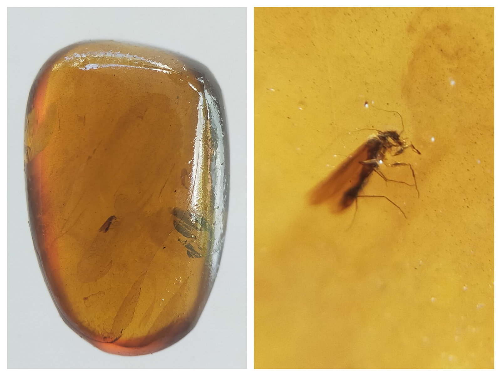 BURMITE AMBER WITH FLY: Light brown bumrite amber with fly. Weight: 1.86 grams. Origin: Hukawng valley, Kachin state. Myanmar. Age: 99-100 mill. years. (ABR17/25) THIS LOT QUALIFIES FOR A 30-DAY UNCONDITIONAL RETURN FROM