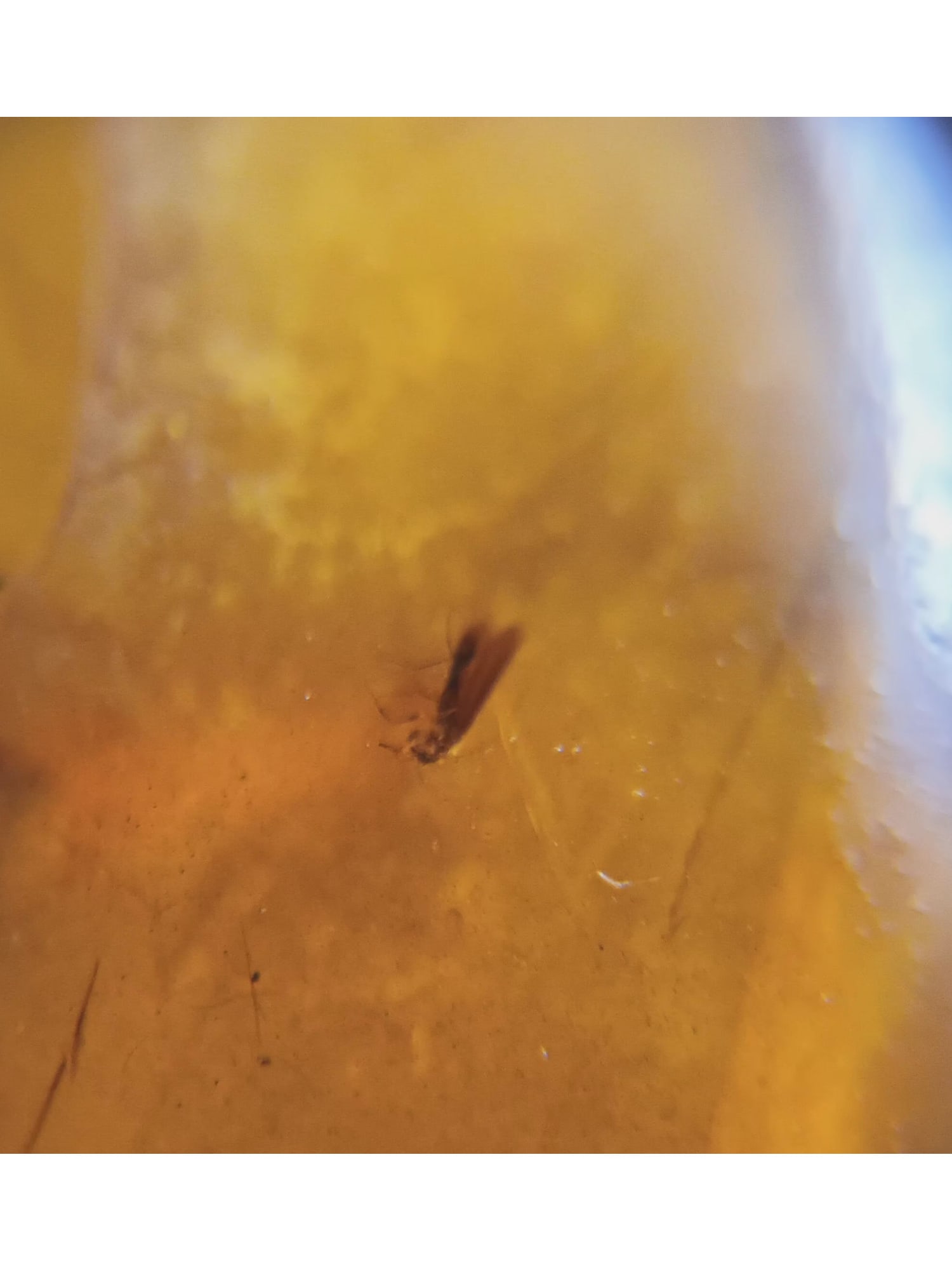 BURMITE AMBER WITH FLY - 4