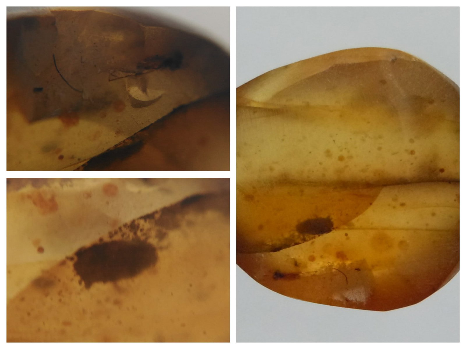 BURMITE AMBER WITH 2 INSECTS: Yellow & brown burmite amber with 2 insects. Weight: 0.51 grams. Origin: Hukawng valley, Kachin state, Myanmar. Age: 99-100 mill. years. (ABR10/38) THIS LOT QUALIFIES FOR A 30-DAY UNCONDITIONAL