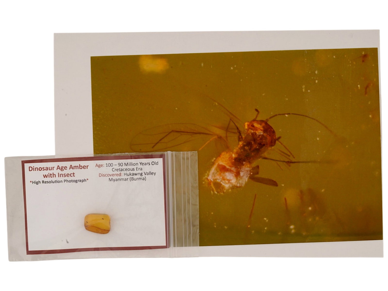ANCIENT CRETACEOUS ERA AMBER WITH INSECT FOSSIL: An ancient amber stone with two insects. Cretaceous age, 100-90 Million years old. Discovered in Hukawng Valley, Myanmar, Burma. Historical Collectibles, Archaeological Relics, Fossils Petrifications.