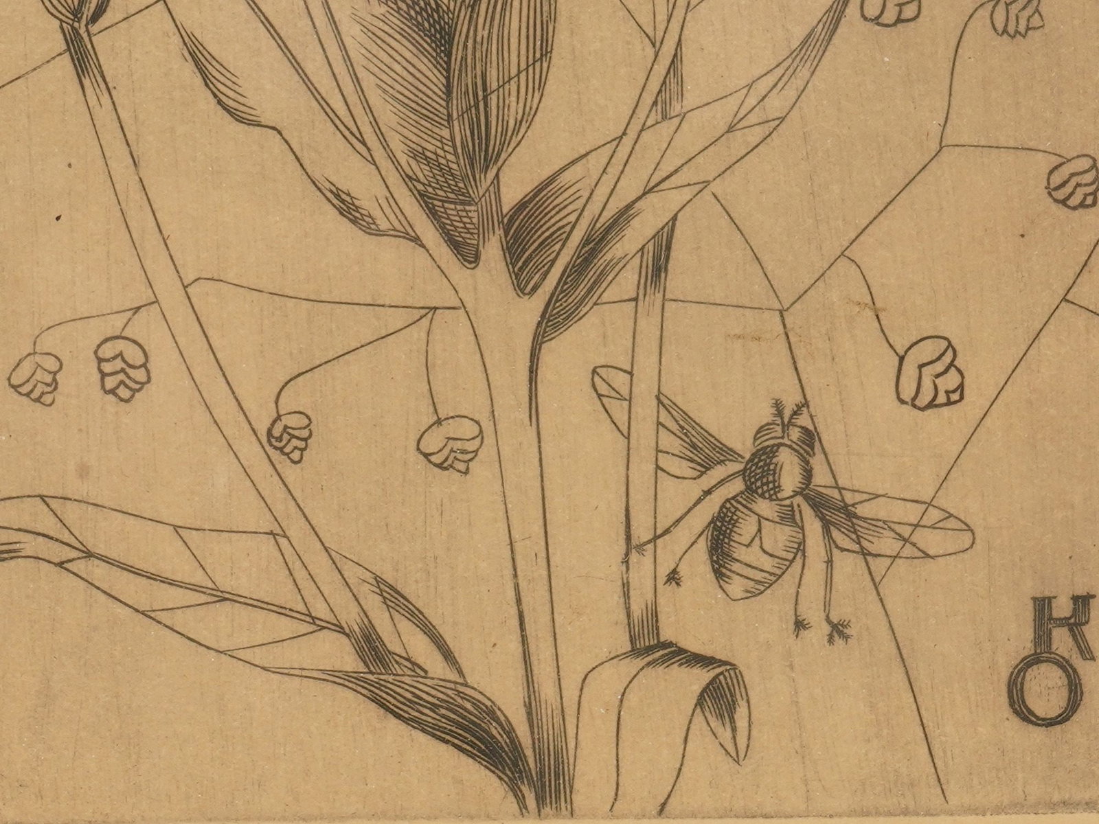 MID CENTURY BOTANICAL ETCHING SIGNED KAUDEL - 3