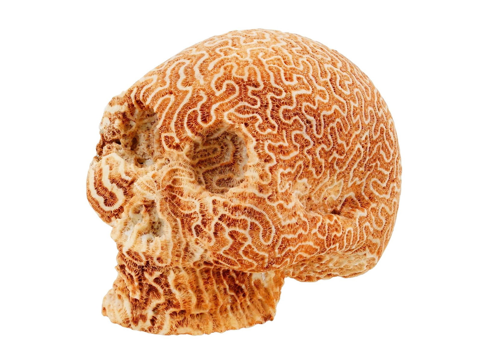 ANCIENT CARVED FOSSILIZED BRAIN CORAL HUMAN CRANIUM (1 of 7)