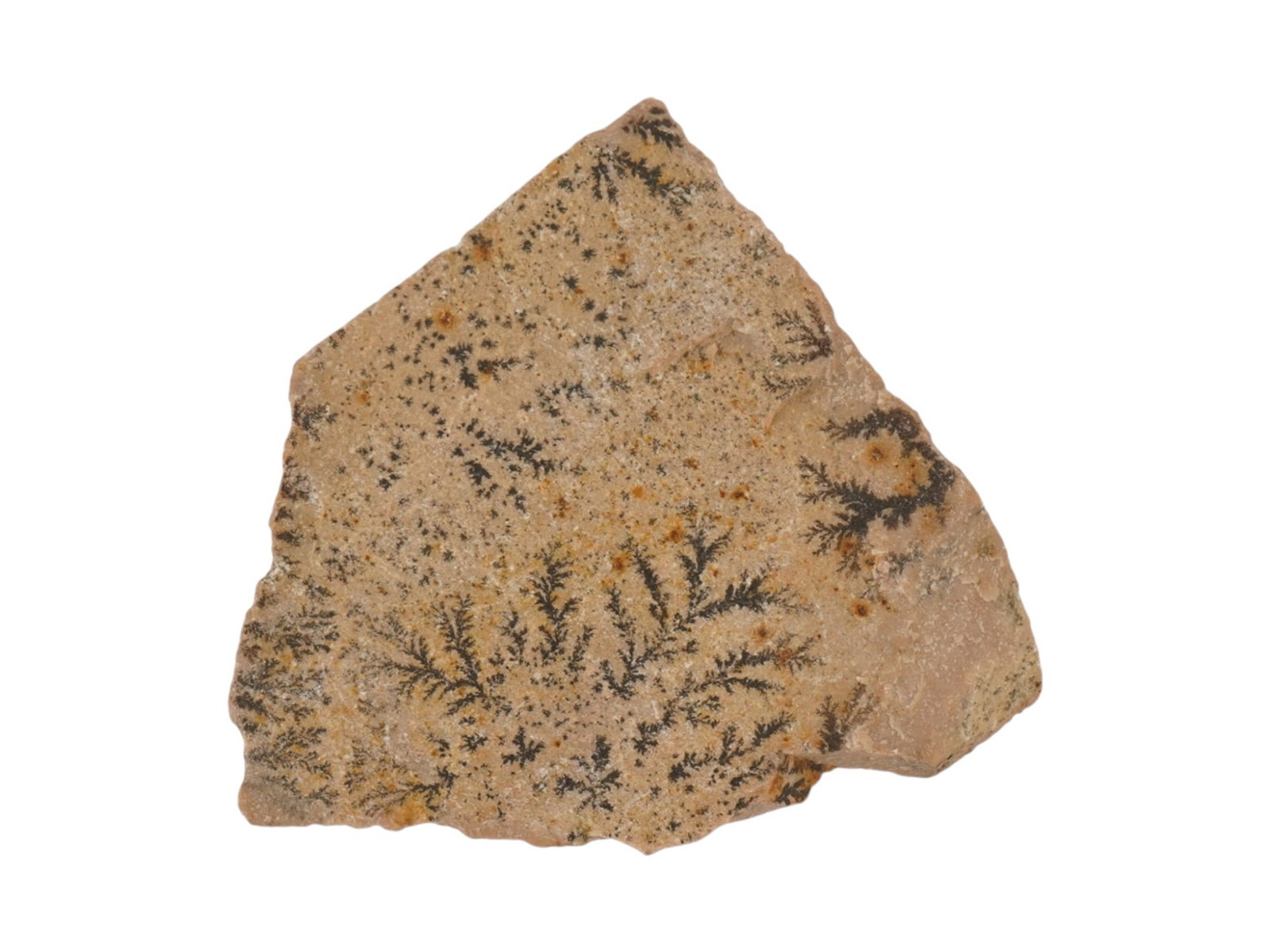 MOUNT SINAI BURNING BUSH STONE GEOLOGICAL SPECIMEN: A geological specimen, a fragment of sedimentary rock featuring dark, branching manganese oxide dendrites, commonly referred to as a Burning Bush Stone due to its origin at Mount Sinai and the resembl