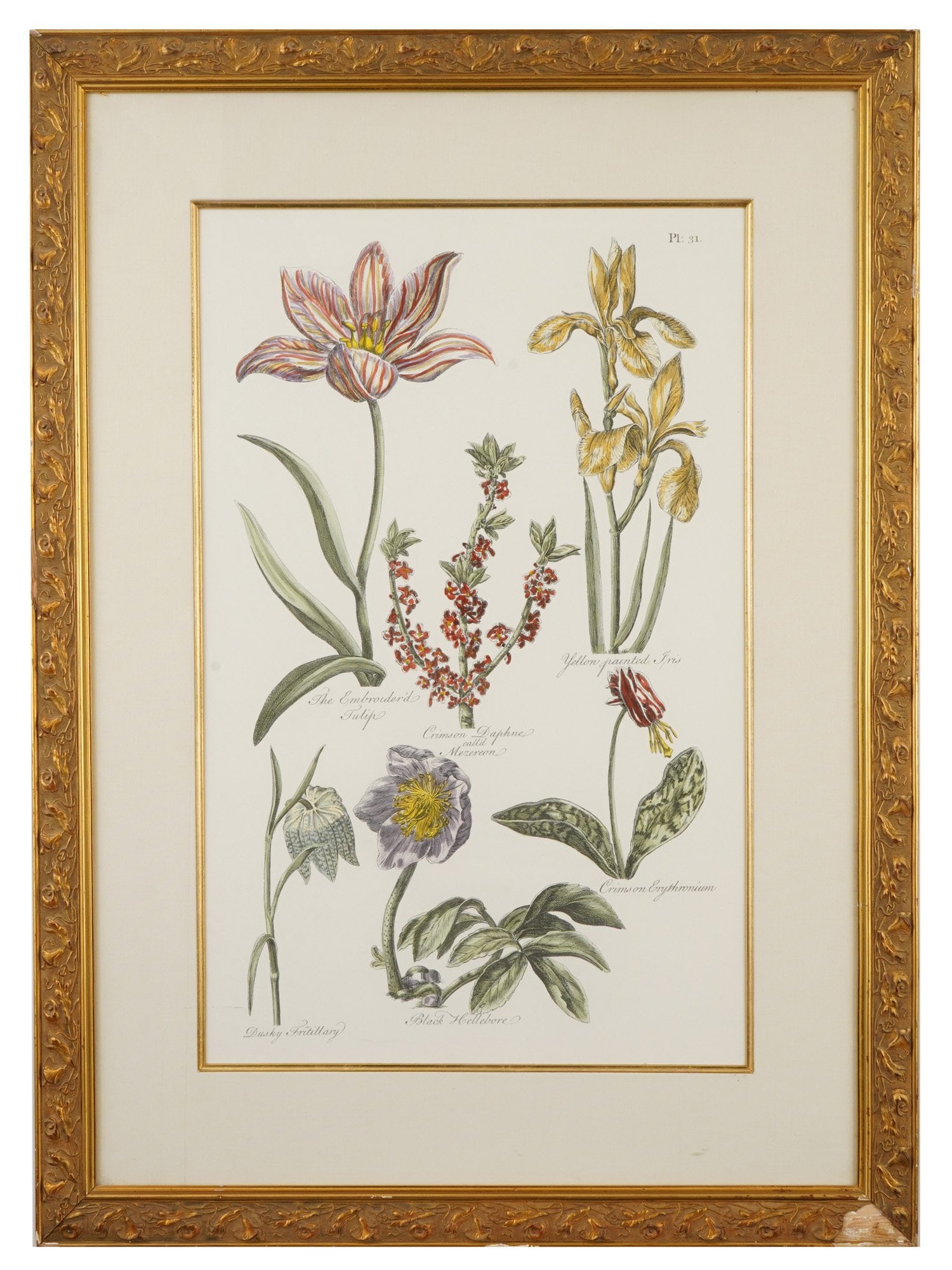 BOTANICAL PRINT AFTER ENGRAVING BY JOHN HILL (1 of 4)