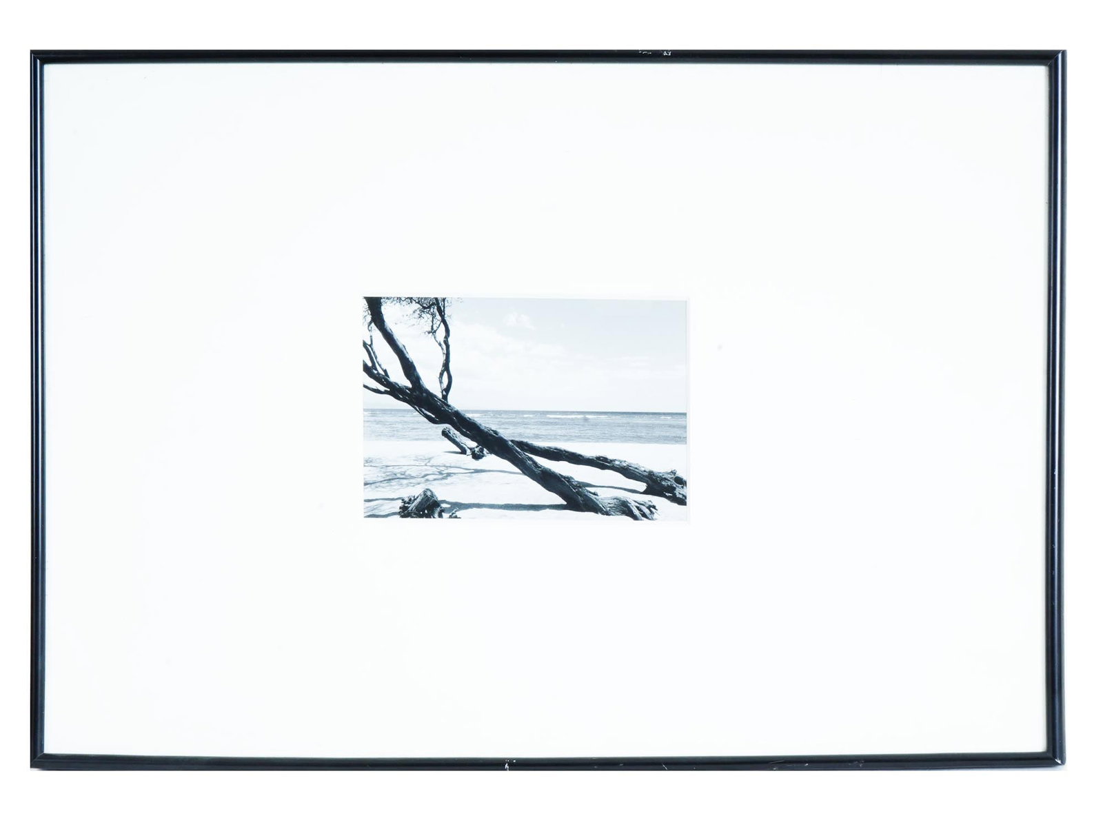 VINTAGE LANDSCAPE PHOTOGRAPH IN CYAN COLOR: A vintage landscape photograph in cyan color. The photograph depicts a coastal landscape with several trees and an ocean view. Unsigned. Matted and framed. Collectible Wall Art Prints, Photography, La