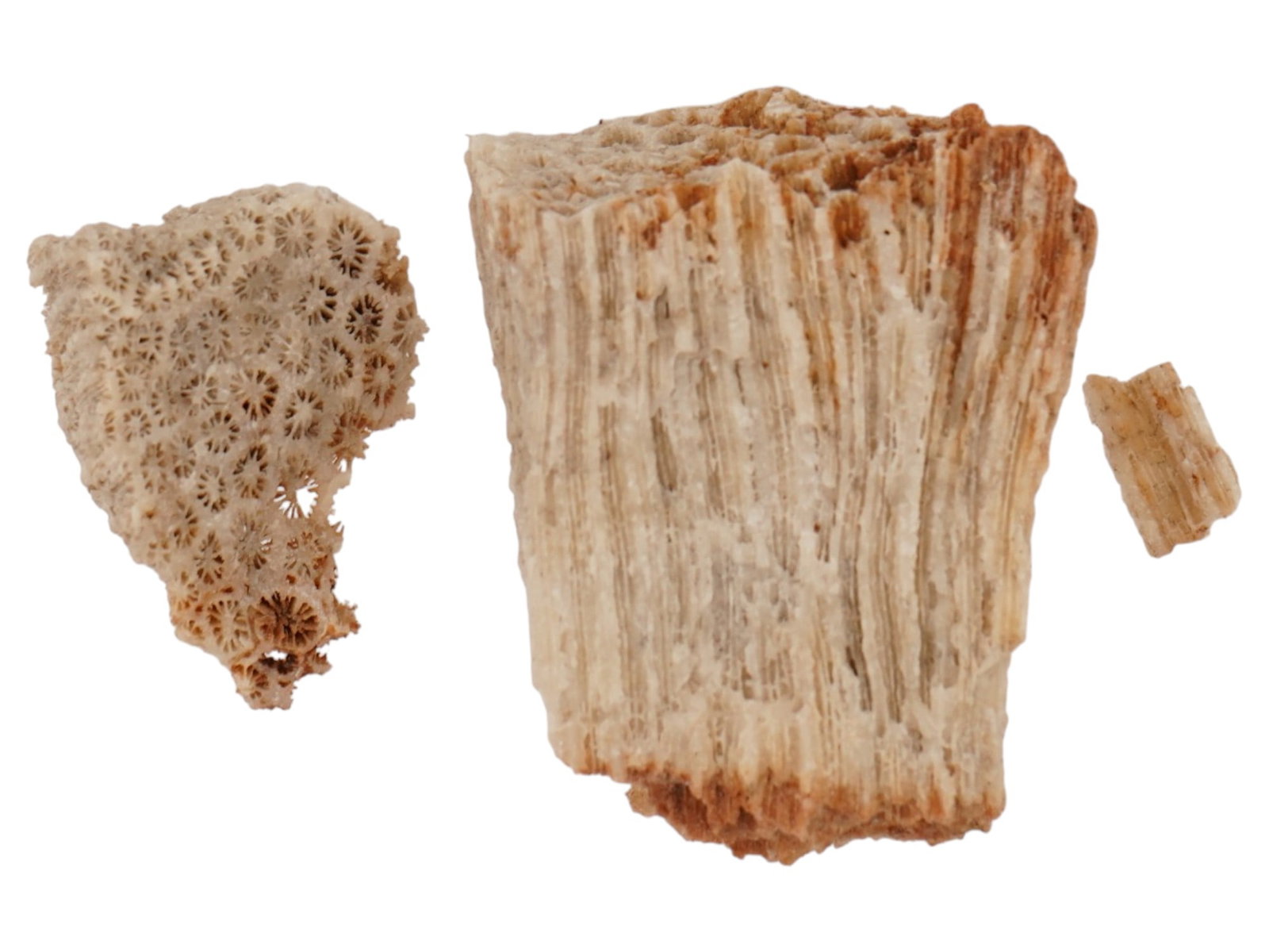 FOSSIL CORALS - 2