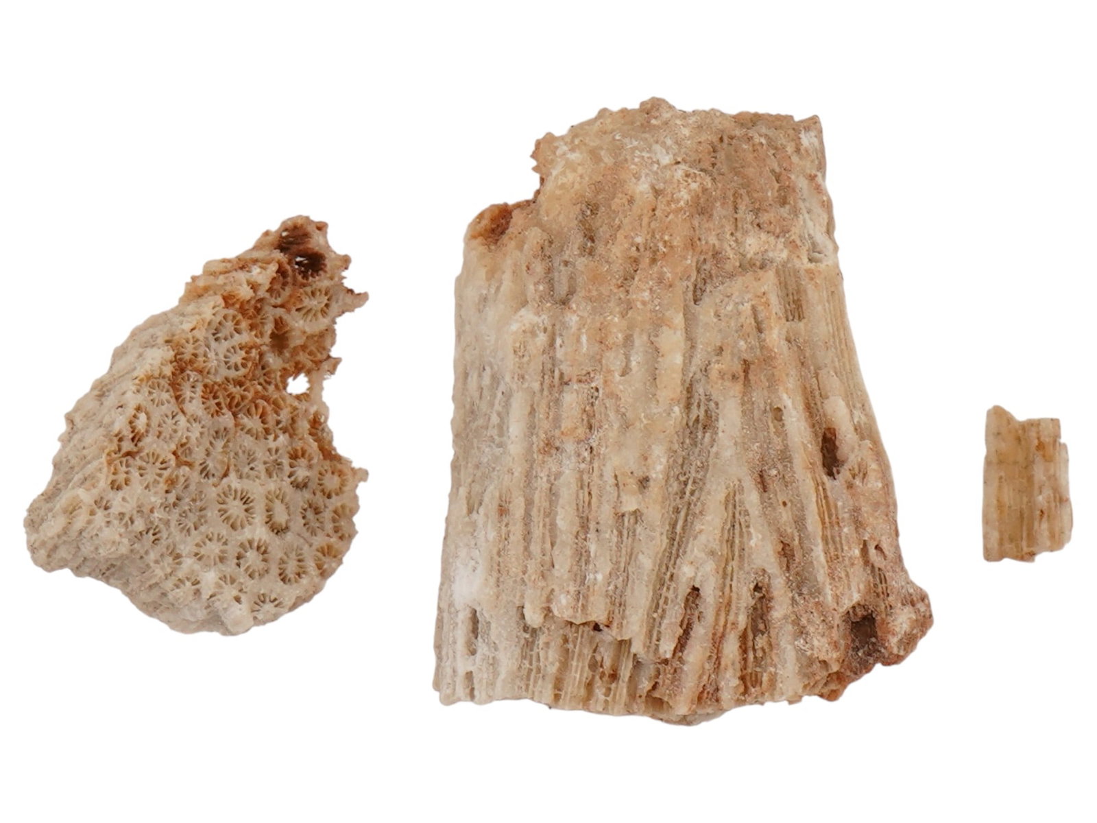 FOSSIL CORALS - 3