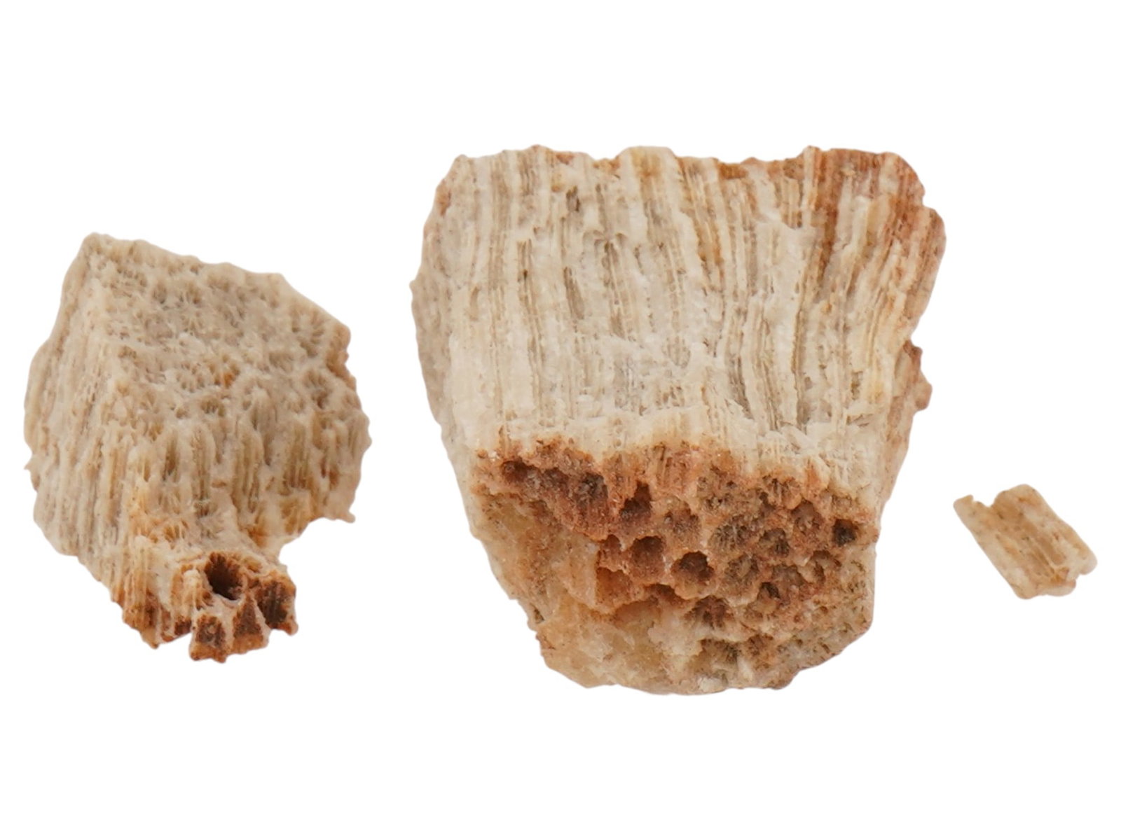 FOSSIL CORALS - 4