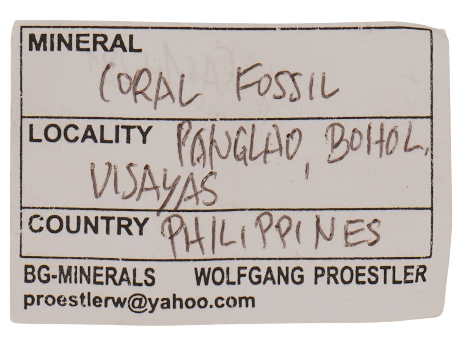 FOSSIL CORALS - 7