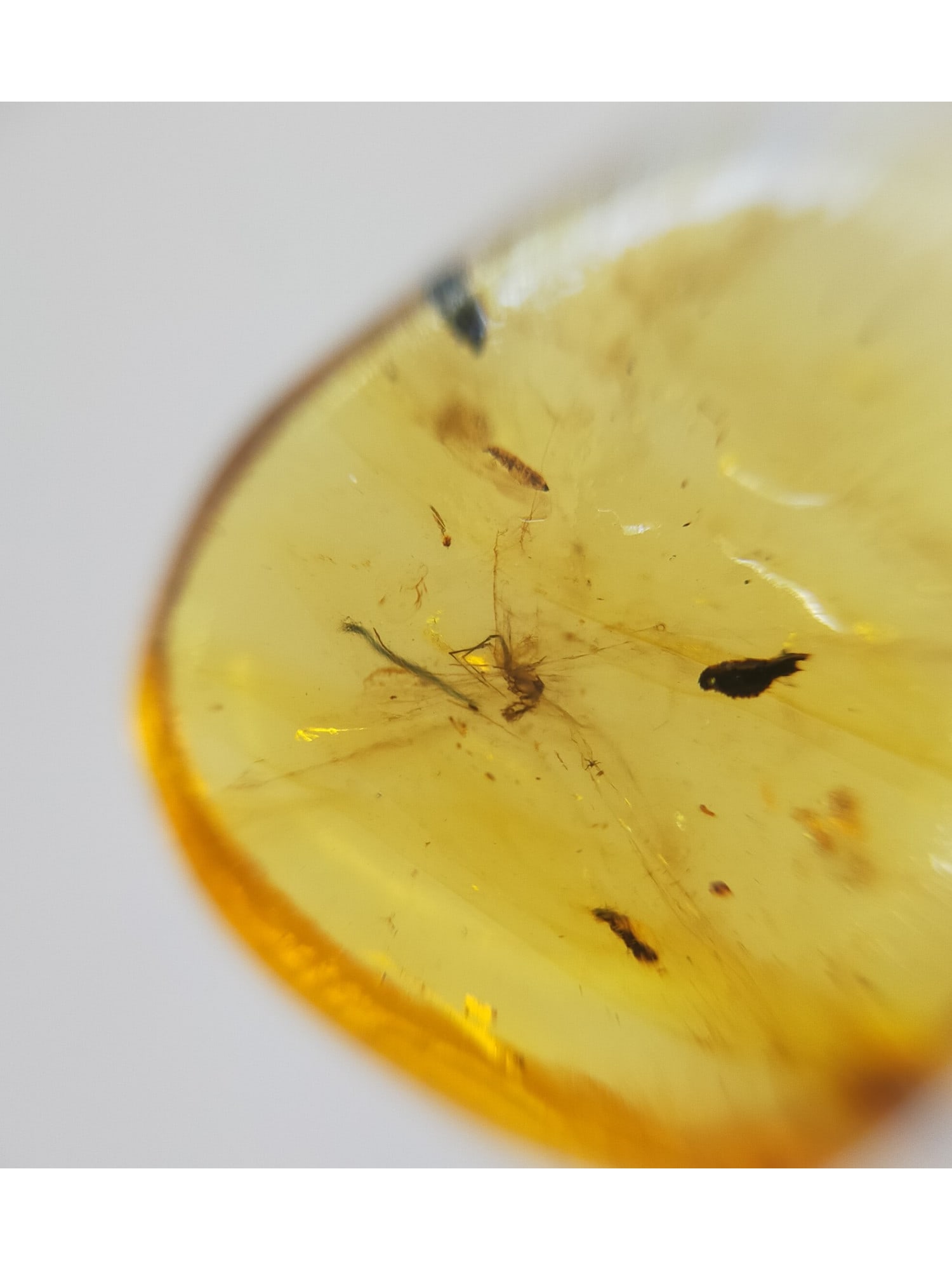 BURMITE AMBER WITH FLY - 2