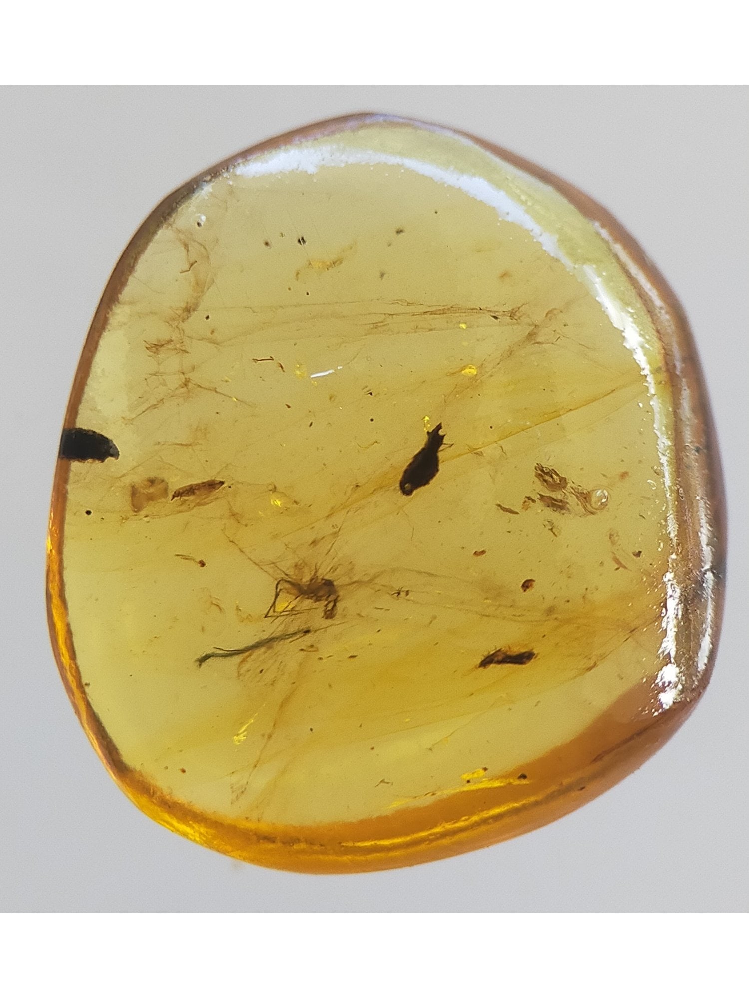 BURMITE AMBER WITH FLY - 3