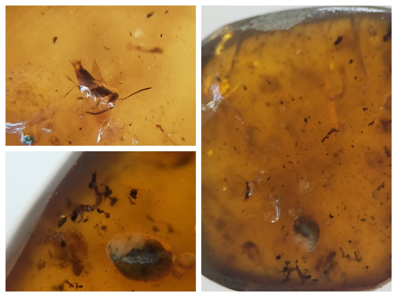 BURMITE AMBER WITH FLY: Brown burmite amber with fly & debris. Weight: 1.73 grams. Origin: Hukawng valley, Kachin state, Myanmar. Age: 99-100 mill. years. (ABR17/16) THIS LOT QUALIFIES FOR A 30-DAY UNCONDITIONAL RETURN FROM