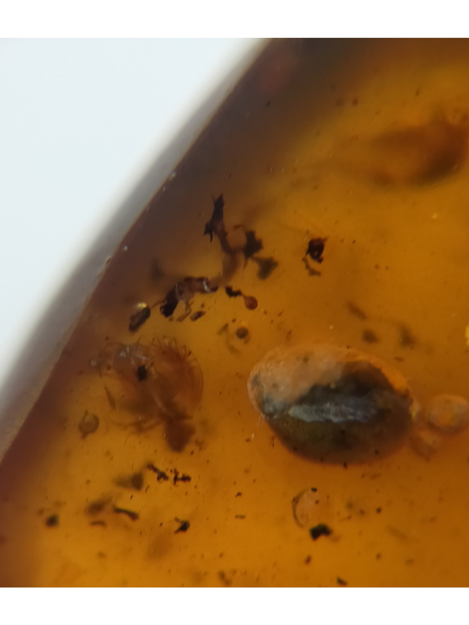 BURMITE AMBER WITH FLY - 2