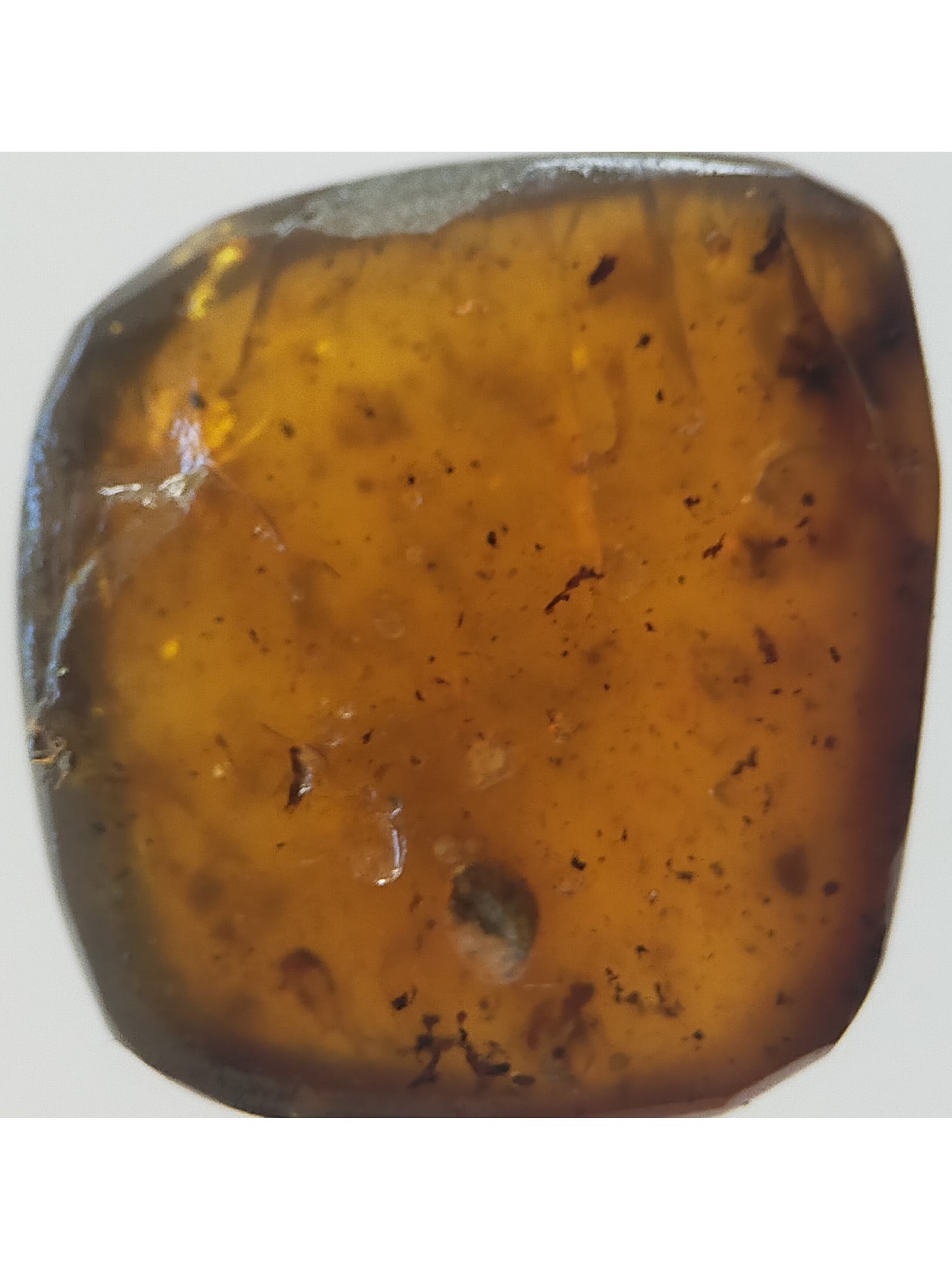 BURMITE AMBER WITH FLY - 3