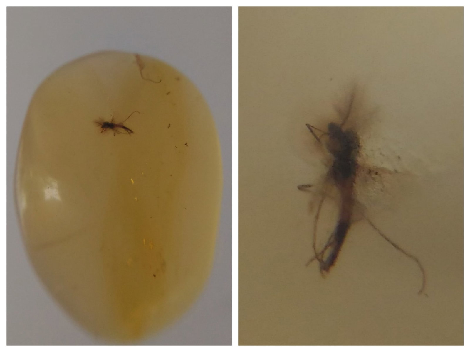 BURMITE AMBER WITH MOSQUITO: Light yellow burmite amber with mosquito. Weight: 0.25 grams. Origin: Hukawng valley, Kachin state, Myanmar. Age: 99-100 mill. years. (ABR11/22) THIS LOT QUALIFIES FOR A 30-DAY UNCONDITIONAL RETURN