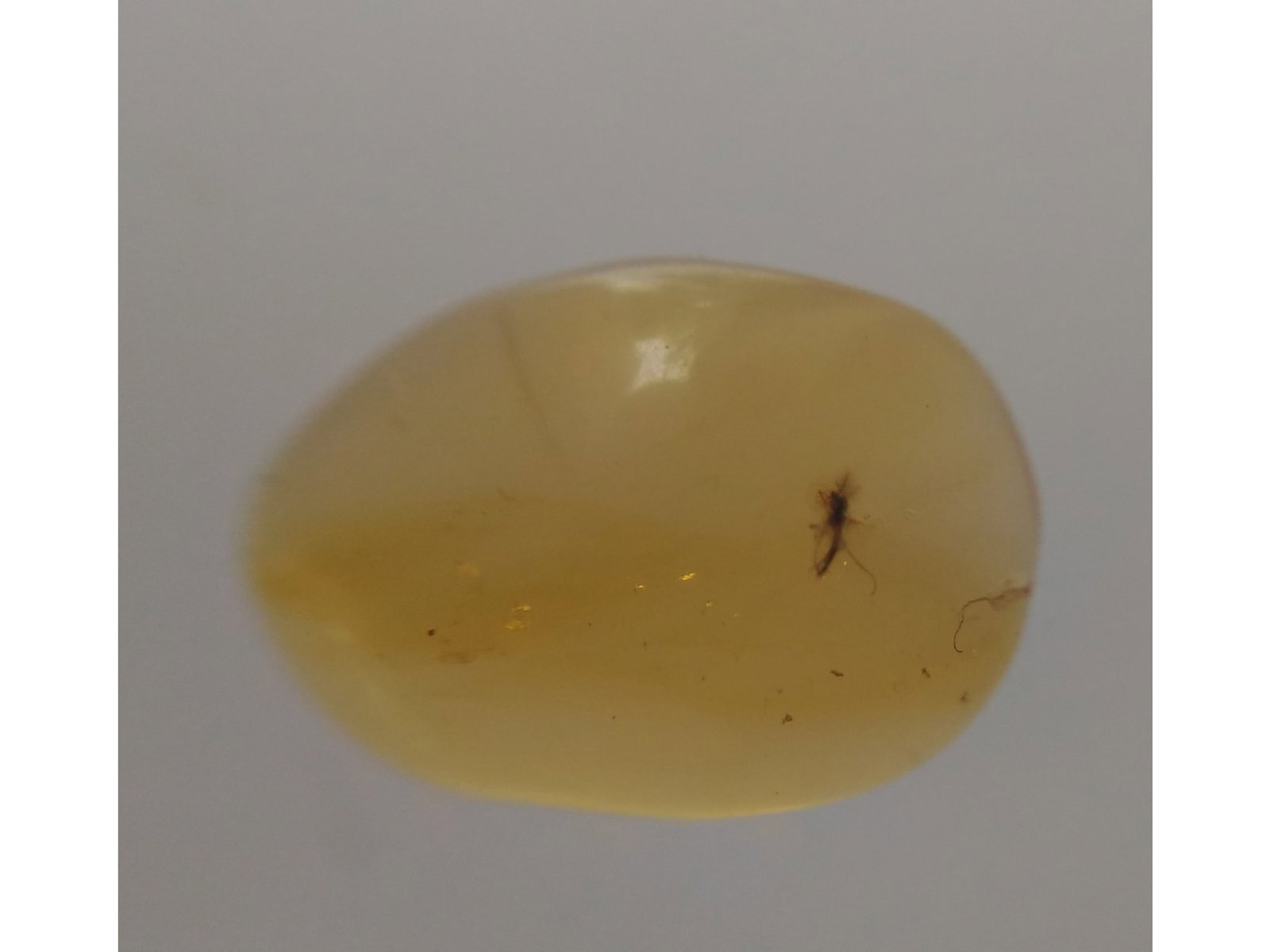 BURMITE AMBER WITH MOSQUITO - 2