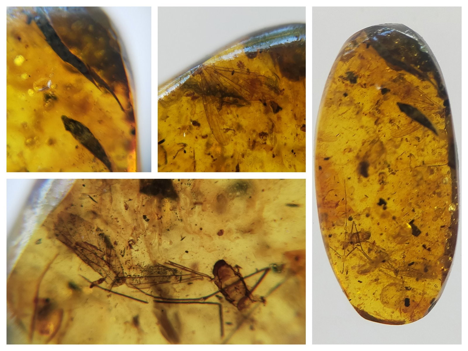 BURMITE AMBER WITH 2 FLIES & PLANT LEAF: Dark yellow burmite amber 2 flies and a plant leaf. Weight: 0.78 grams. Origin: Hukawng valley, Kachin state, Myanmar. Age: 99-100 mill. years. (ABR19/9) THIS LOT QUALIFIES FOR A 30-DAY UNCONDITIONAL