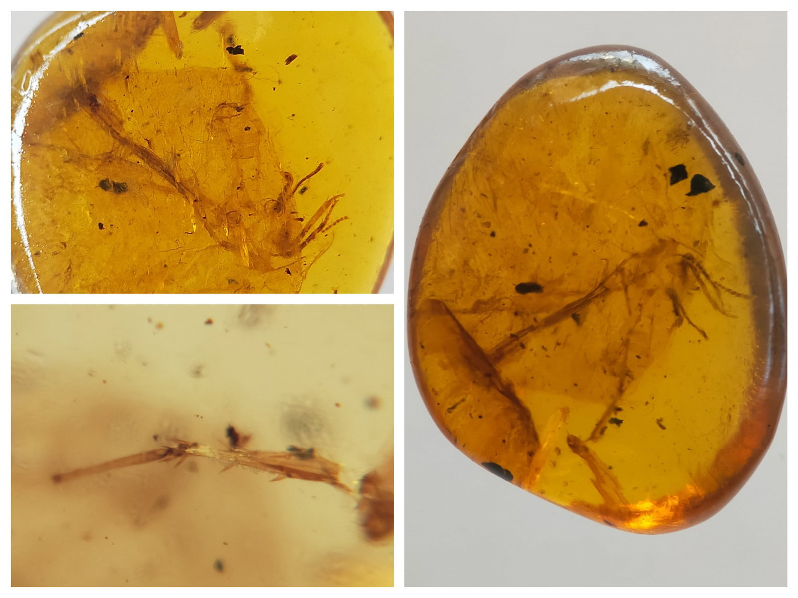 BURMITE AMBER WITH INSECT PARTS: Yellow burmite amber with insect parts. Natural cracks. Weight: 1.48 grams. Origin: Hukawng valley, Kachin state, Myanmar. Age: 99-100 mill. years. (ABR19/8) THIS LOT QUALIFIES FOR A 30-DAY