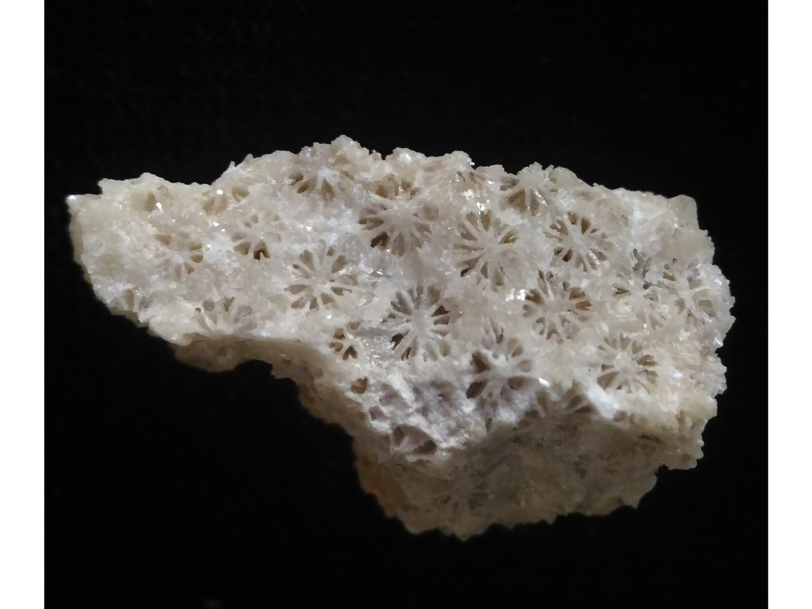 FOSSIL CORALS: Fossil corals. Weight: 11 grams. Origin: Panglao, Bohol, Philippines. (CA61/121) THIS LOT QUALIFIES FOR A 30-DAY UNCONDITIONAL RETURN FROM THE DATE OF SALE. BUYERS ARE RESPONSIBLE FOR RETURN SH