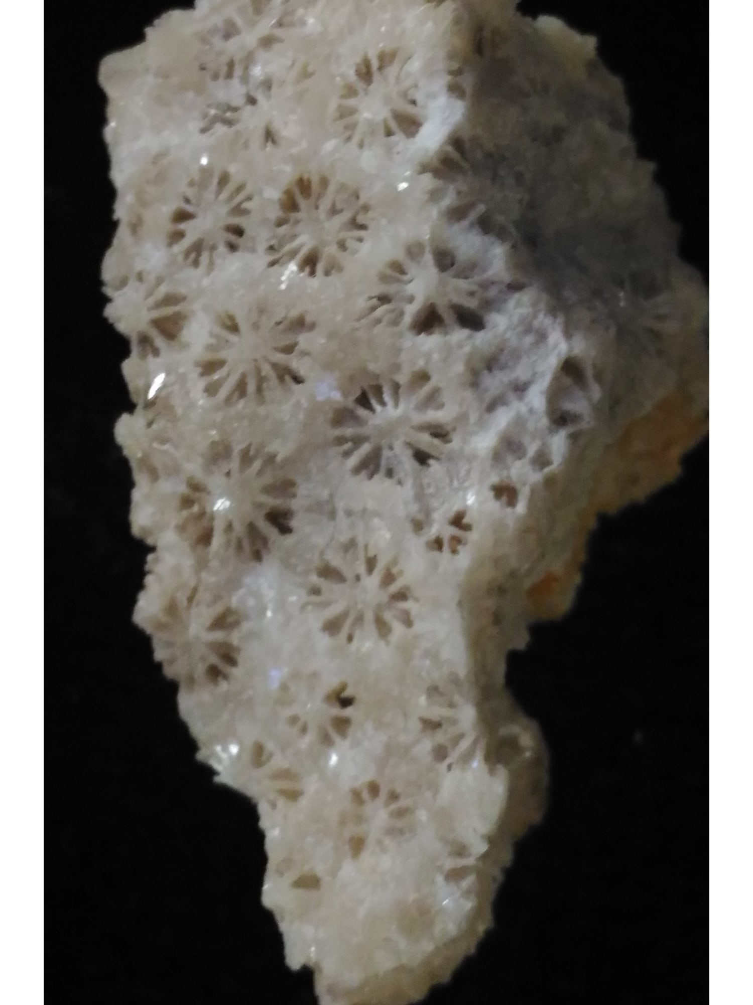 FOSSIL CORALS - 2