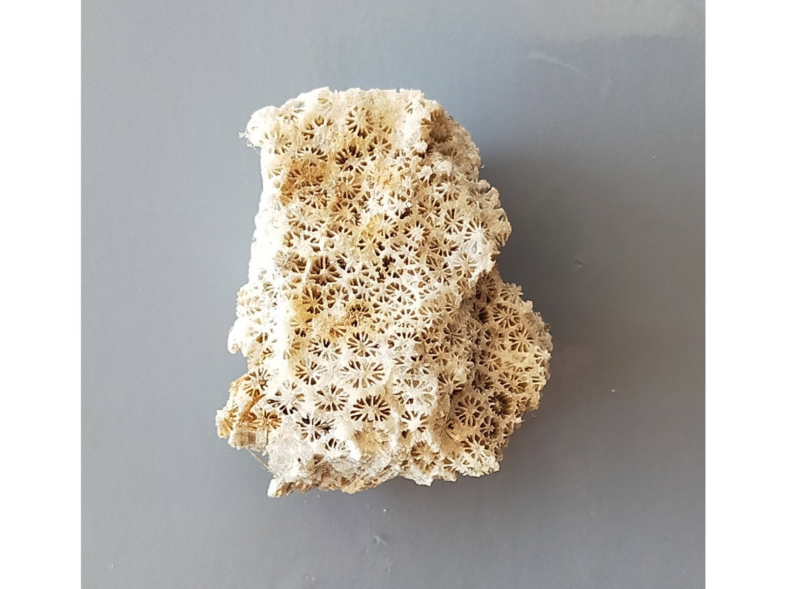 FOSSIL CORALS: Fossil corals. Weight: 29 grams. Origin: Panglao, Bohol, Philippines. (CA61/280) THIS LOT QUALIFIES FOR A 30-DAY UNCONDITIONAL RETURN FROM THE DATE OF SALE. BUYERS ARE RESPONSIBLE FOR RETURN SH