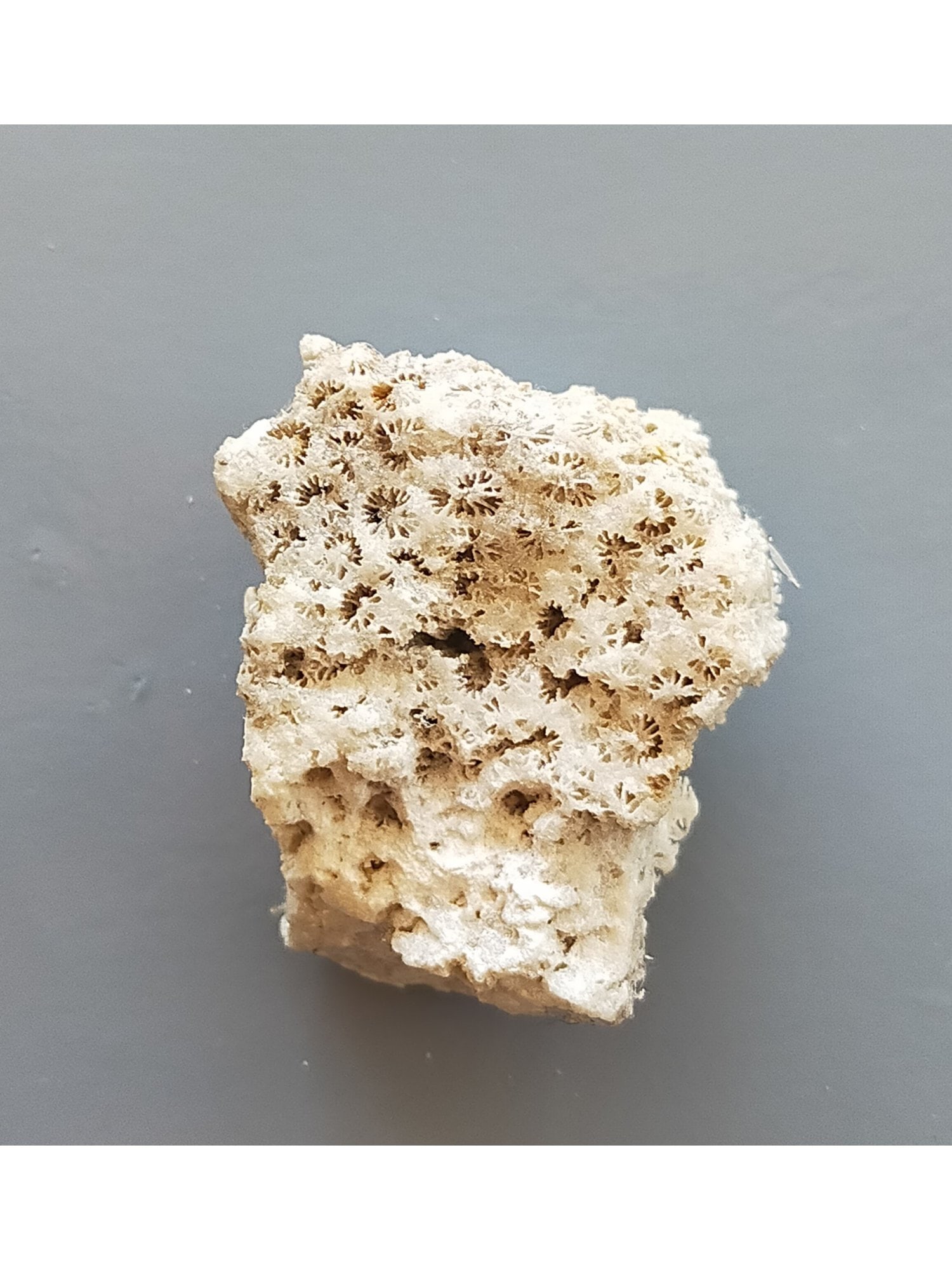 FOSSIL CORALS - 2