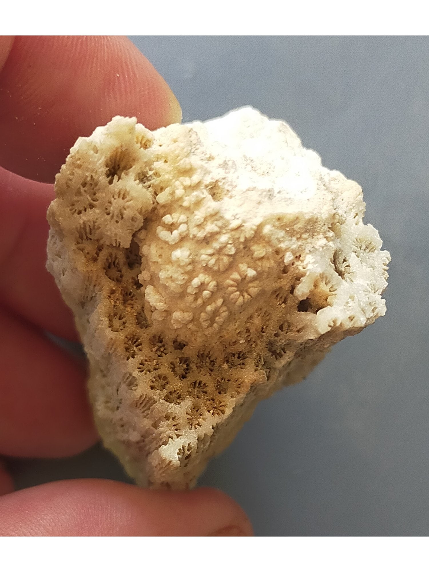 FOSSIL CORALS: Fossil coral. Weight: 34 grams. Origin: Panglao, Bohol, Philippines. (CA61/282) THIS LOT QUALIFIES FOR A 30-DAY UNCONDITIONAL RETURN FROM THE DATE OF SALE. BUYERS ARE RESPONSIBLE FOR RETURN SHI