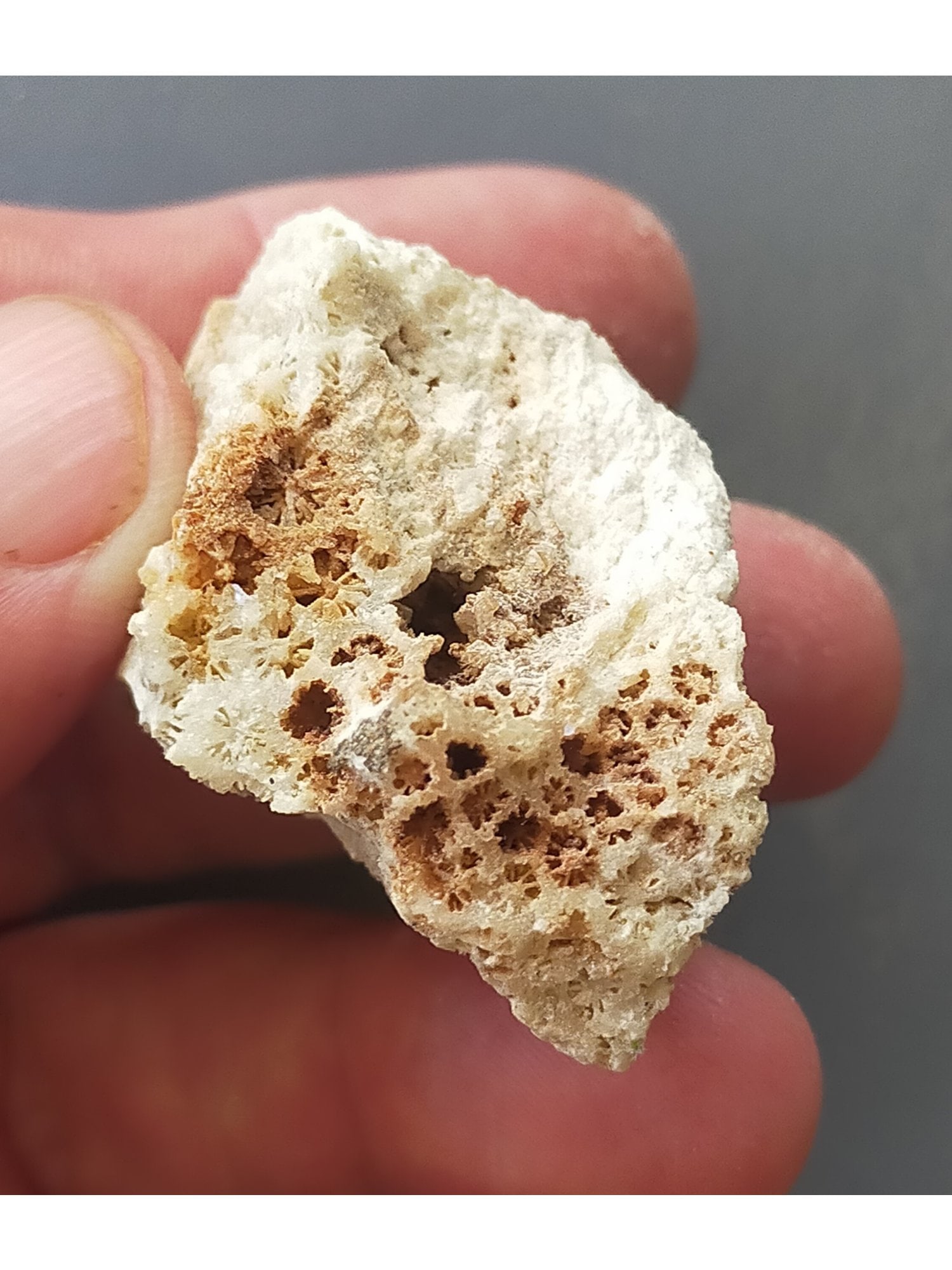 FOSSIL CORALS - 4